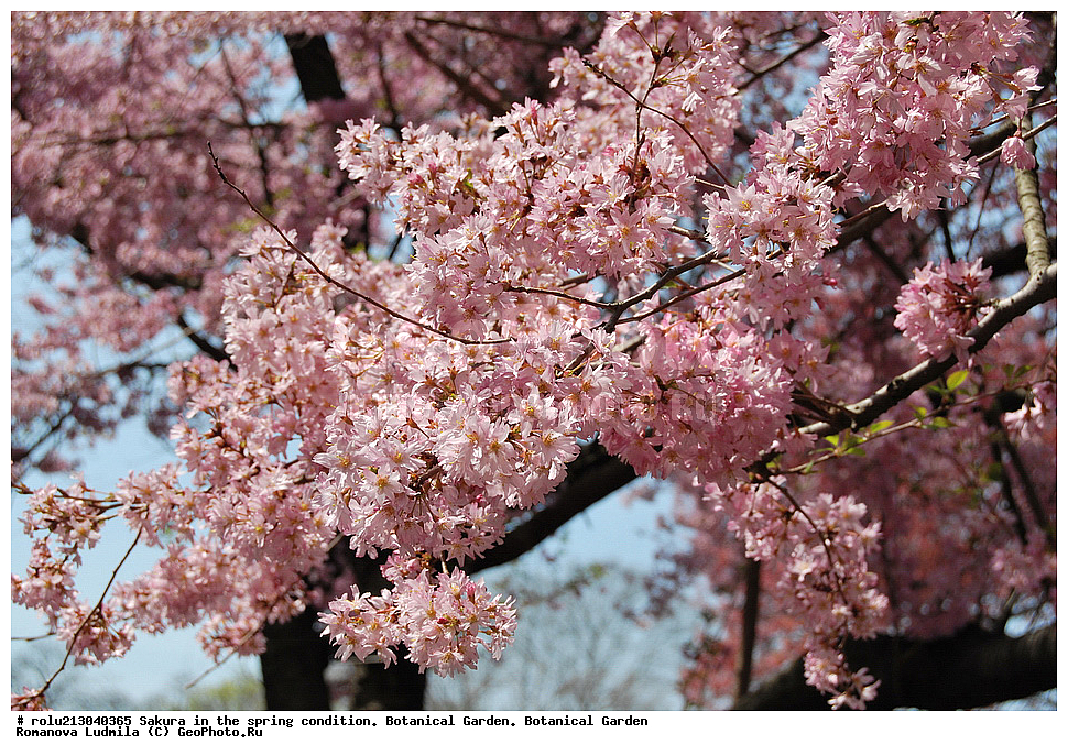 ������������ ���, ������, ��������, ��������� ������ , ��������-�������������, ��������������, �����, ����������, �������, ������, ������ ��������, �����, ���������� ��������, ������������ ��������, ������������ ��������, ������, �����, XYZ, ������������, �������, �����������, Rosaceae, ������, ����� ��������������, ����� ��������������, ������� ��������������, Prunus serrulata, ������ ��������, �����, ���������� ��������, ������������ ��������, ������������ ��������, ������, �����, XYZ, ������������, �������, �����������, Rosaceae, ������, ����� ��������������, ����� ��������������, ������� ��������������, Prunus serrulata