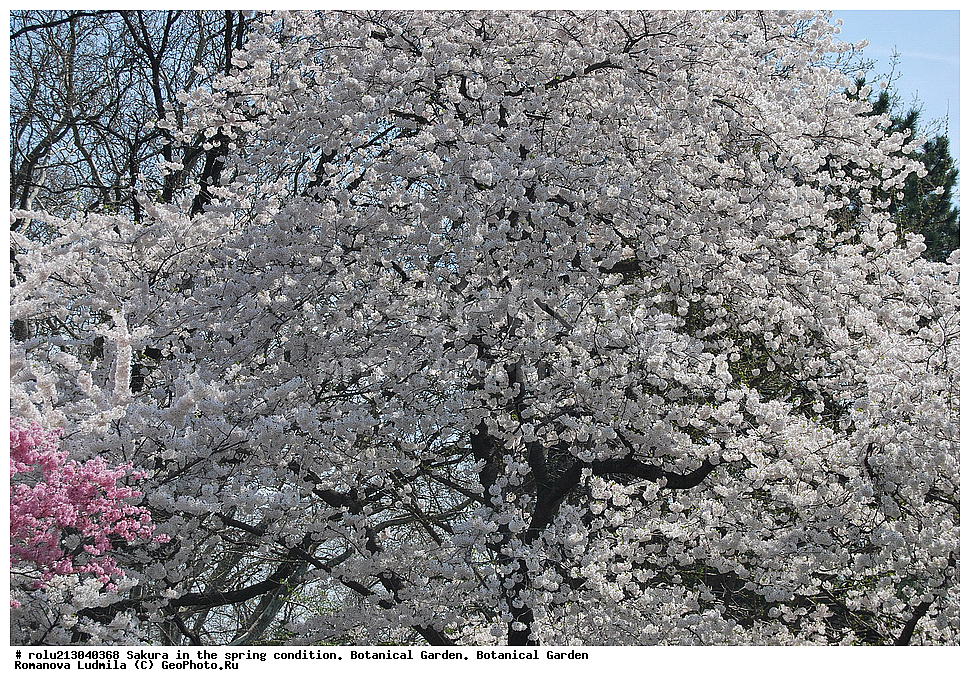 ������������ ���, ������, ��������, ��������� ������ , ��������-�������������, ��������������, �����, ����������, �������, ������, ������ ��������, �����, ���������� ��������, ������������ ��������, ������������ ��������, ������, �����, XYZ, ������������, �������, �����������, Rosaceae, ������, ����� ��������������, ����� ��������������, ������� ��������������, Prunus serrulata, ������ ��������, �����, ���������� ��������, ������������ ��������, ������������ ��������, ������, �����, XYZ, ������������, �������, �����������, Rosaceae, ������, ����� ��������������, ����� ��������������, ������� ��������������, Prunus serrulata