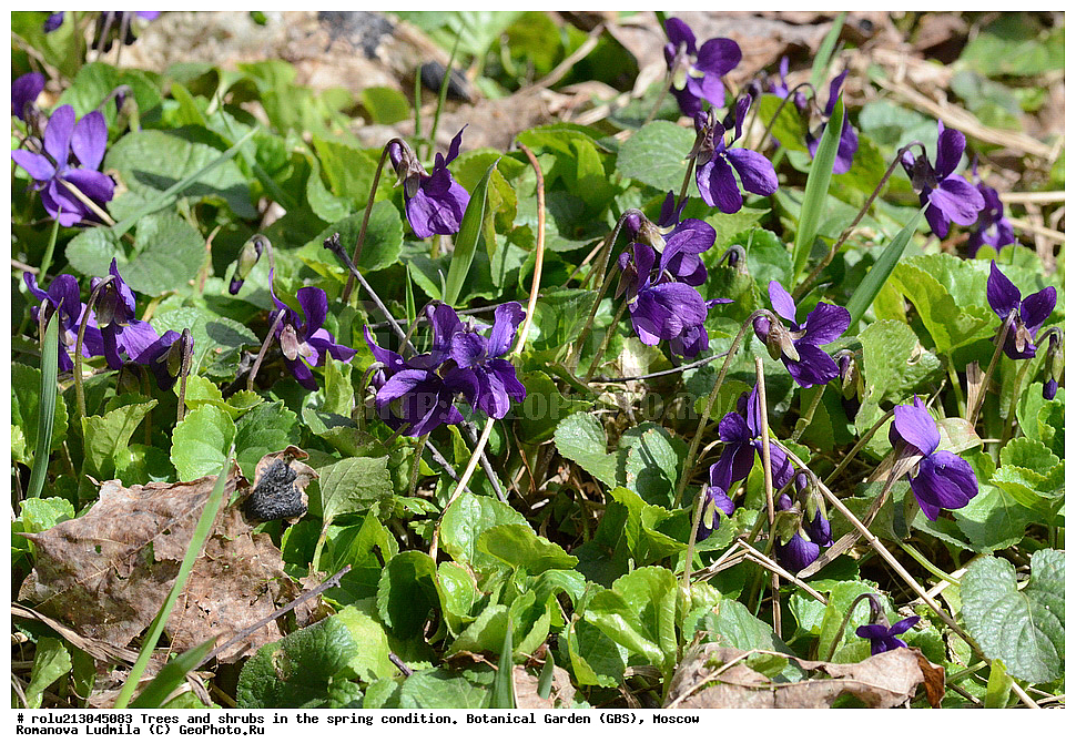 ������������ ���, ������, ��������, ��������������, �����, ���, ������ 