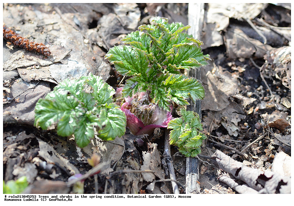 ������������ ���, ������, ��������, ��������������, �����, ���, ������ 