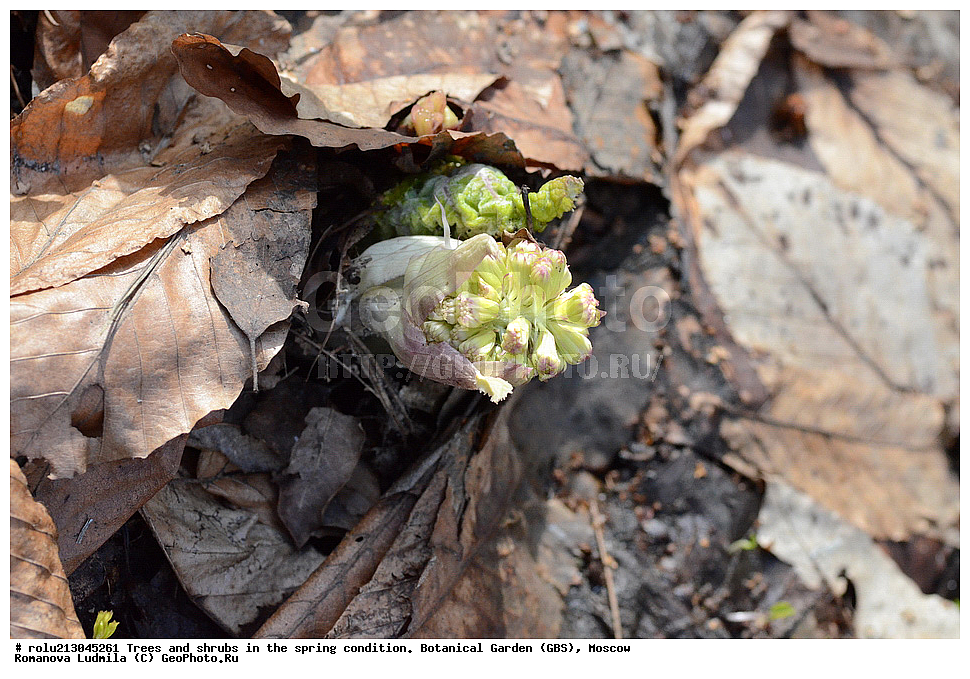 ������������ ���, ������, ��������, ��������������, �����, ���, ������ 