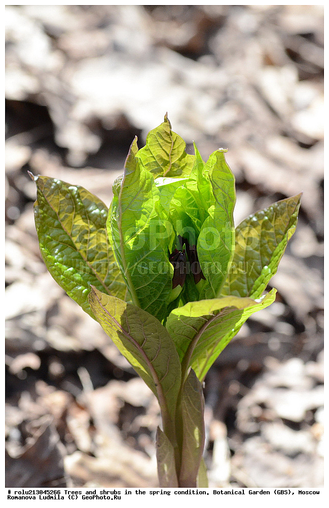 ������������ ���, ������, ��������, ��������������, �����, ���, ������ 