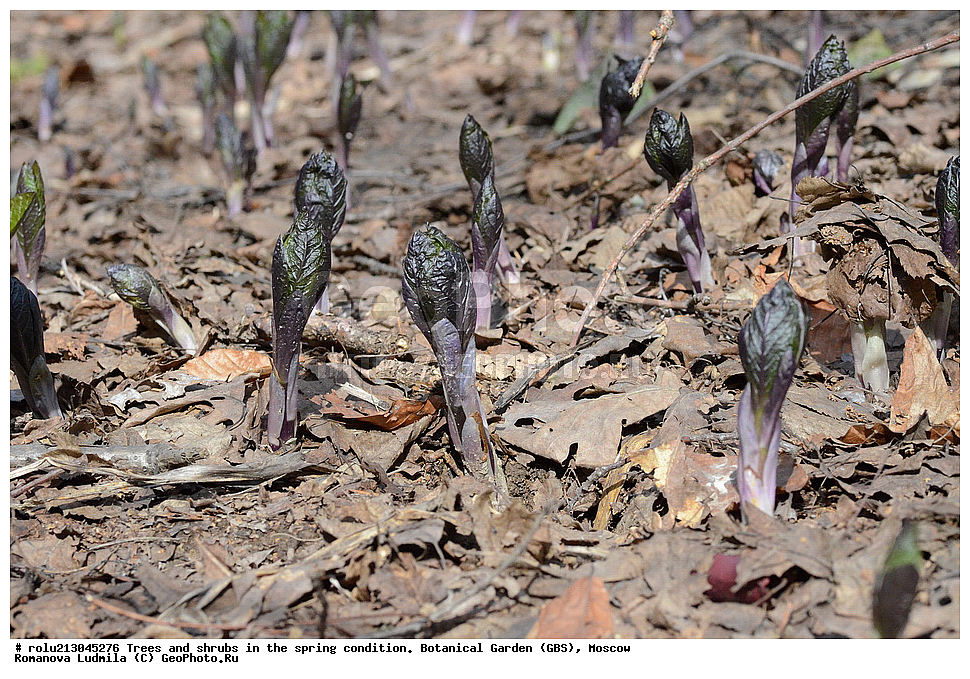 ������������ ���, ������, ��������, ��������������, �����, ���, ������ 