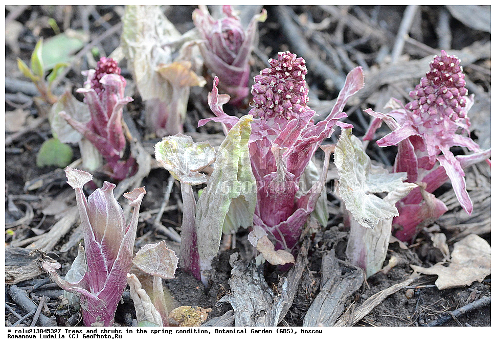 ������������ ���, ������, ��������, ��������������, �����, ���, ������ 