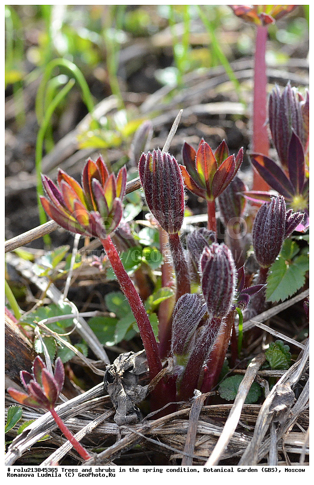 ������������ ���, ������, ��������, ��������������, �����, ���, ������ 