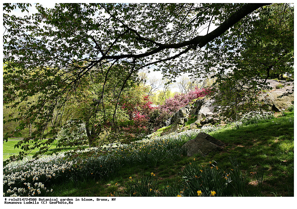 ������������ ���, ������, ���-����, ���