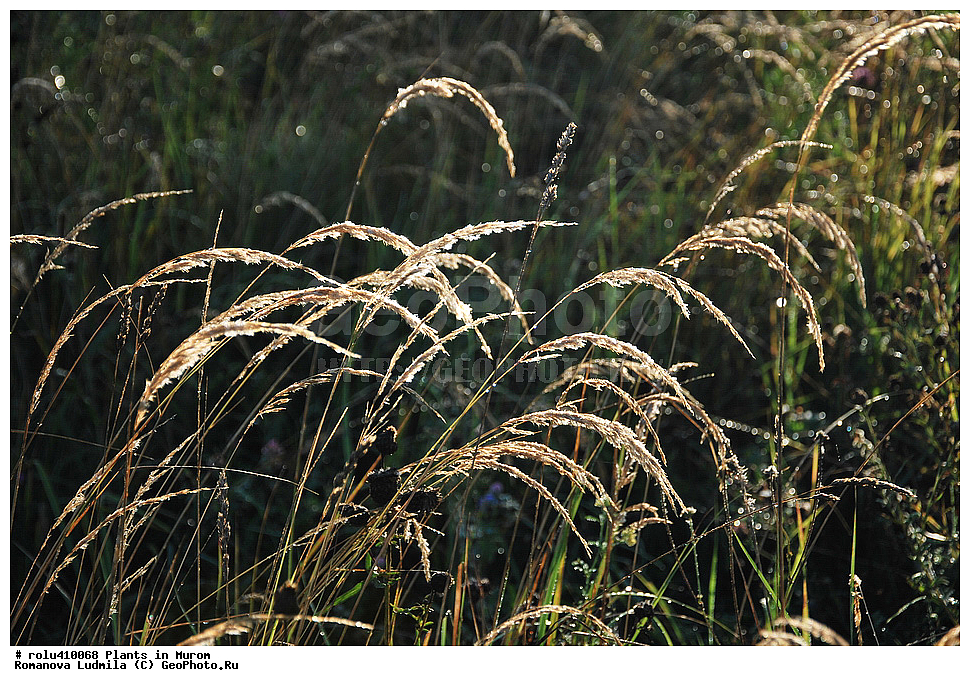 ��������, �����, �����