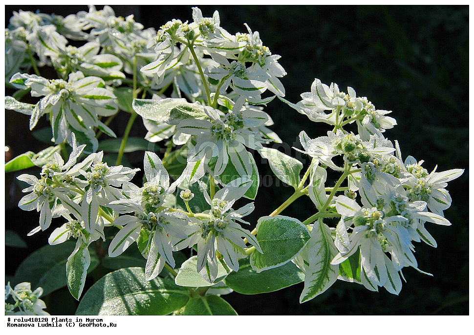 ��������, �����, �����