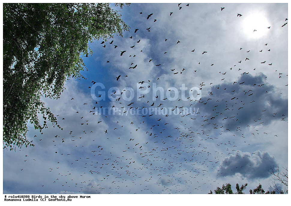 �����, ����, �����, ������, �����