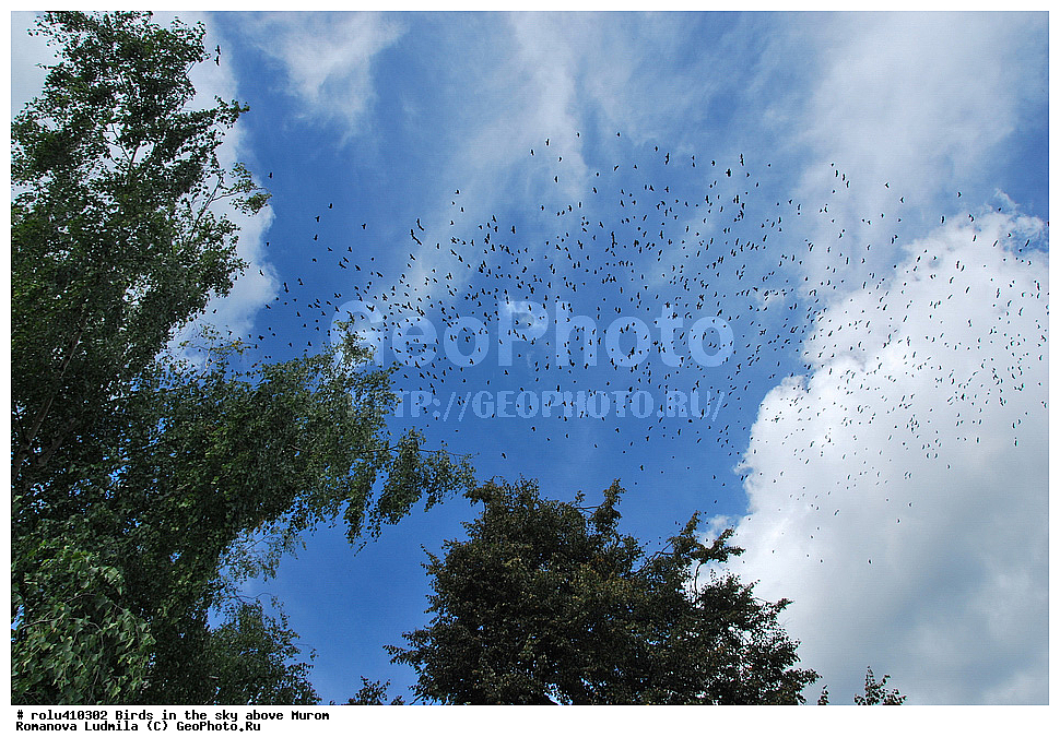 �����, ����, �����, ������, �����