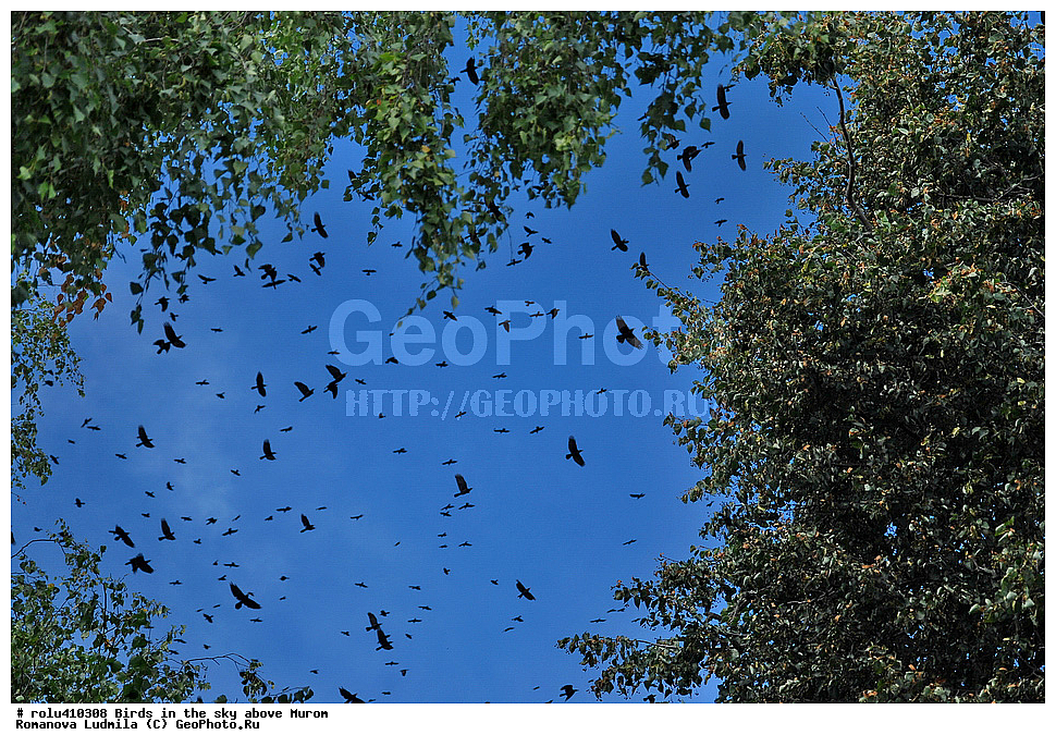 �����, ����, �����, ������, �����