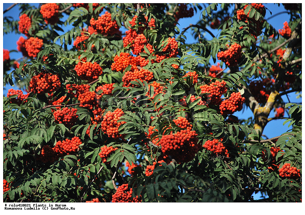 ��������, �����, �����