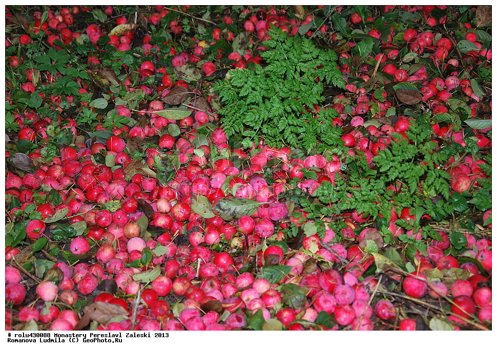 ���������, ���������� ���������, ����, �������