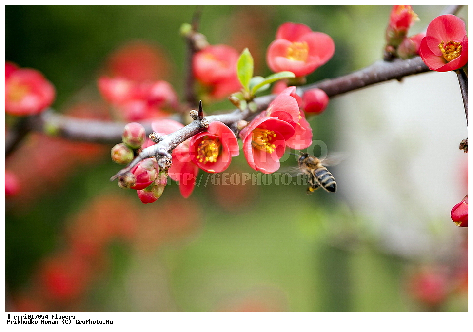 �����, ����, �����, ���� ���������, �����