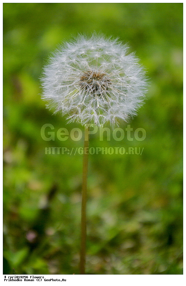 �����, ����, �����, ���������