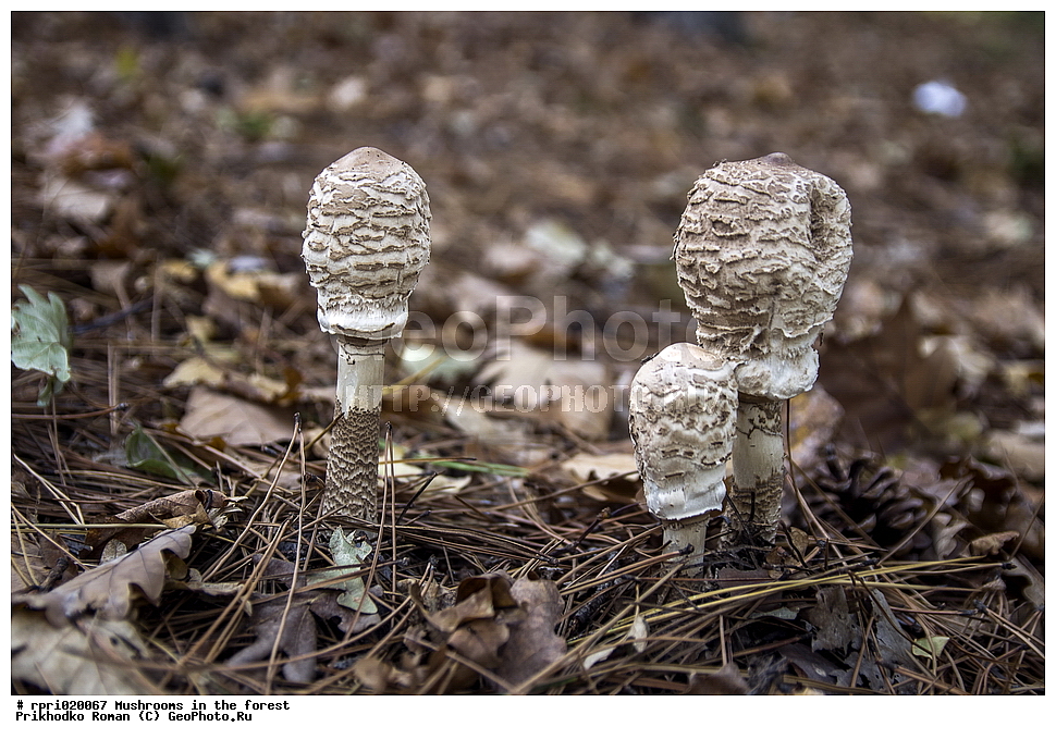 ����, ���, �����