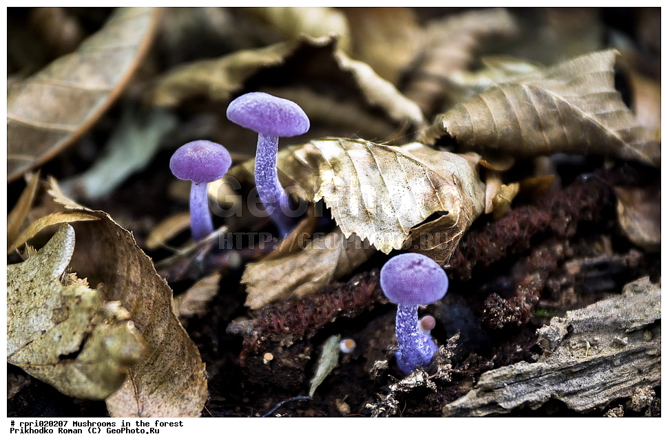 ����, ���, �����