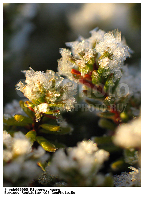 ��������, �����, ����, �����