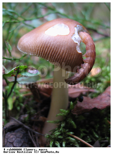 ���� � ��������, �����, �����