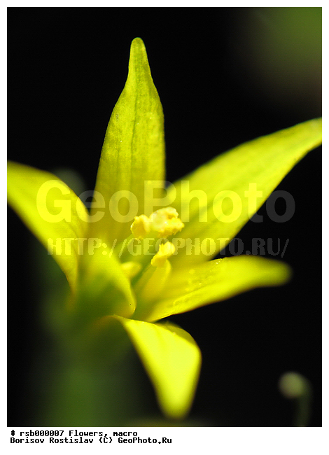 ������� ���, �����, �����