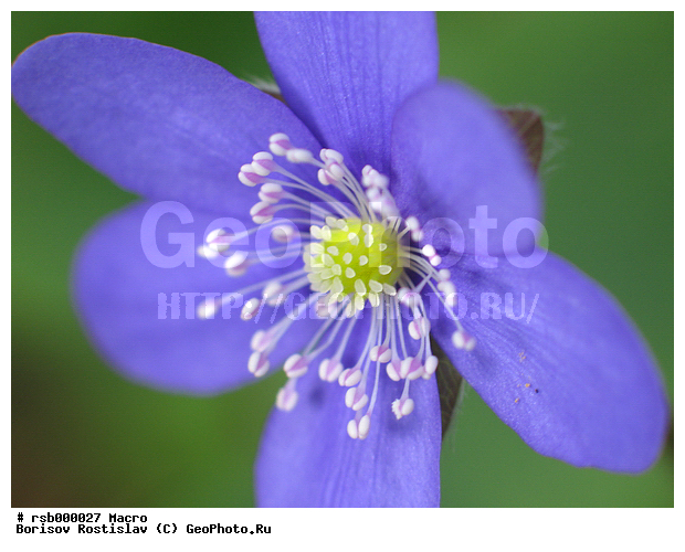 �����, ����������� �����������, �����