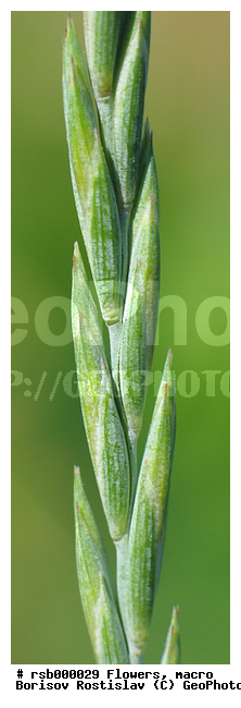 �����, ����� ��������, �����