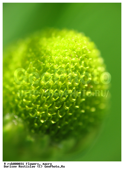 ������� �������, �����, ������� ��������, �����