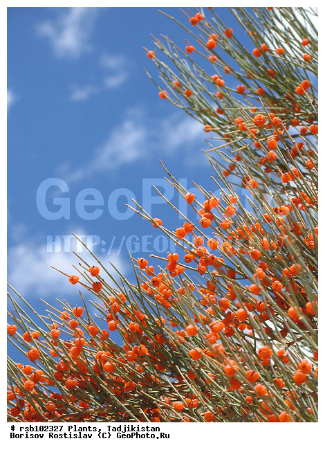 �����������, ������, ��������, �����