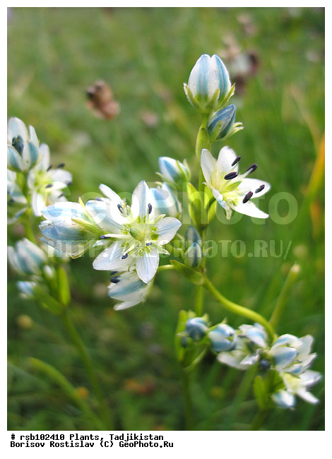 �����������, ��������, �����