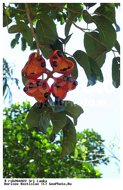 ���-�����, ��������