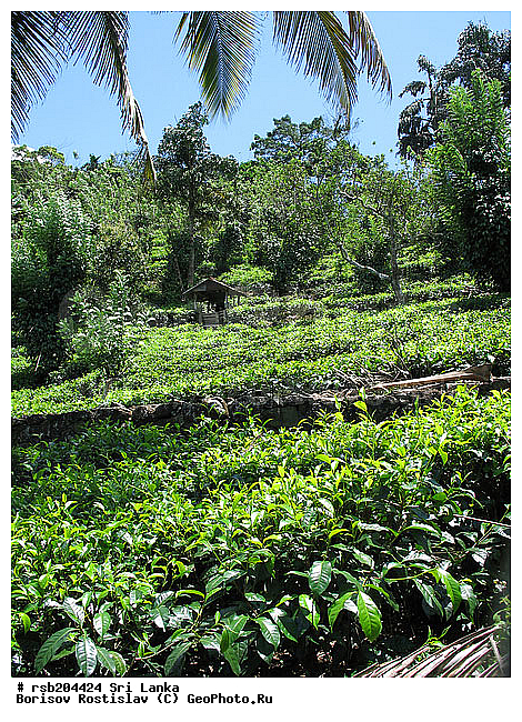 ������ ���������, ���-�����, ��������, ���