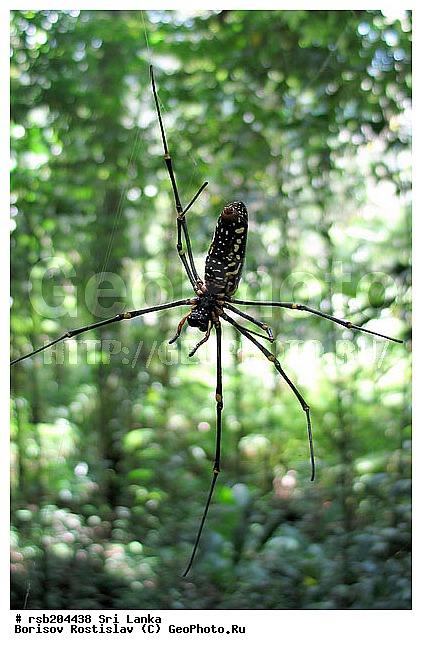 Sinharaja Forest Reserve, Spider, Sri Lanka