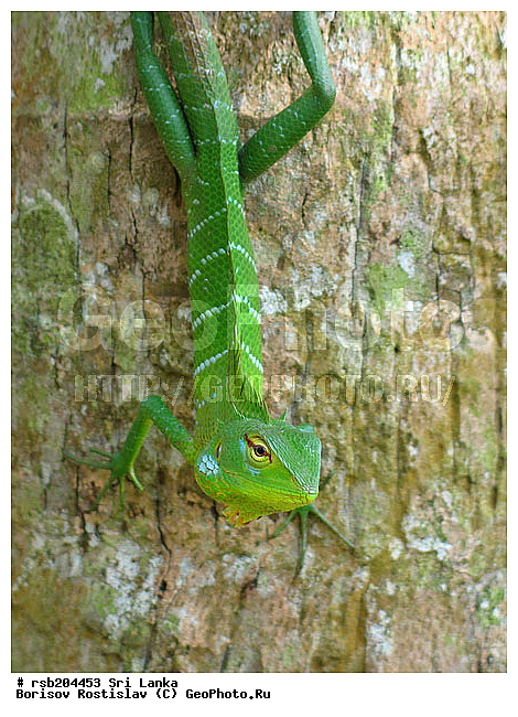 �����, ����� ������������, ����������, ���-�����, ��������, �����, �������, ��������, �����