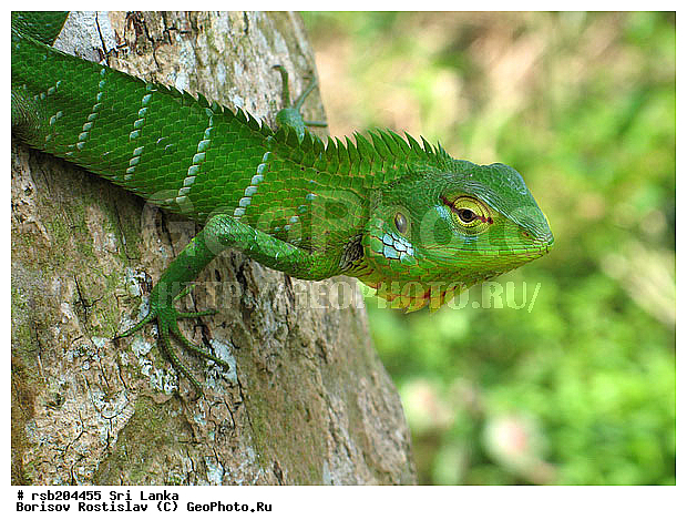 �����, ����� ������������, ����������, ���-�����, ��������, �����, ��������