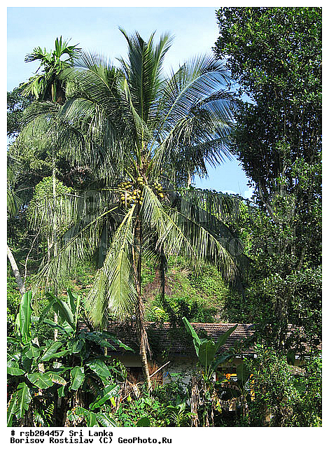 ��������� ������, ���-�����, ��������, �����