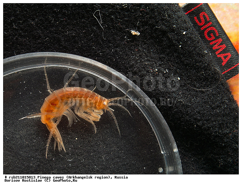 ������������� �������, ������, ������, ������, �������, ����, �����, ��������, ������, �����