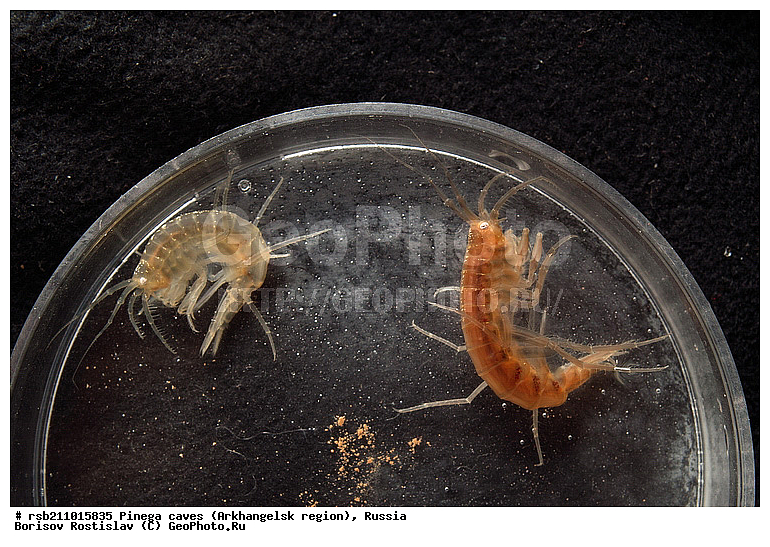 ������������� �������, ������, ������, ������, �������, ����, �����, ��������, ������, �����