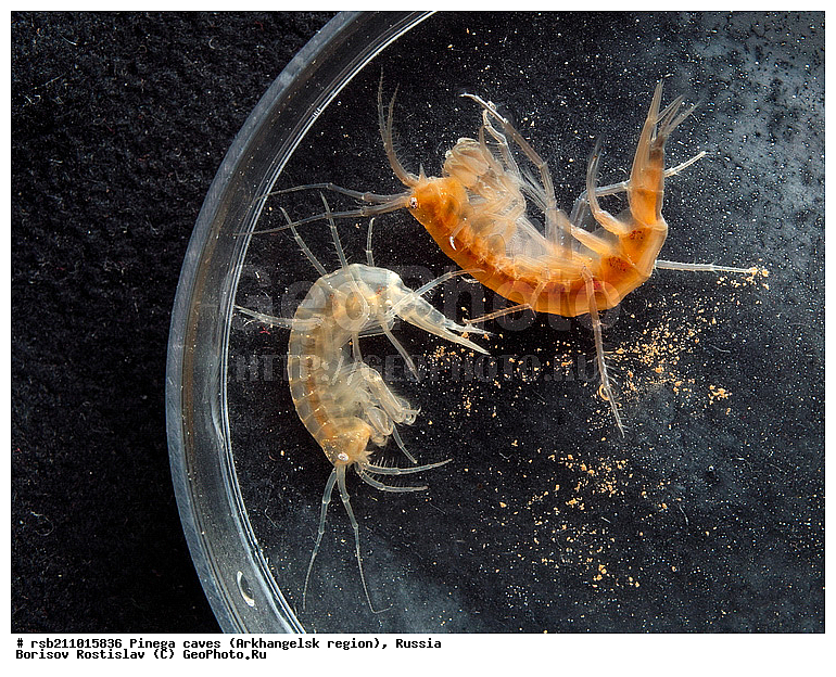 ������������� �������, ������, ������, ������, �������, ����, �����, ��������, ������, �����