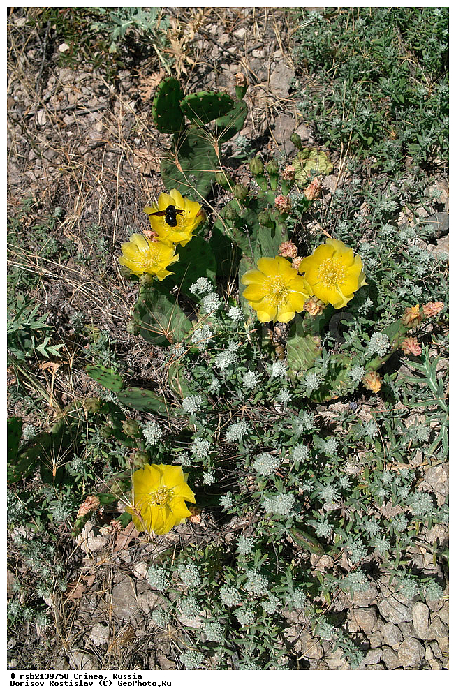 ����, �������� ����������, ���������, ��� ���, ����� �����, �������, �����, �����, ��������, ������, ������ ��������, �����, ��������, ���������� ��������, ������������ ��������, ������������ ��������, ������, �����, XYZ, ����������, �������, Cactaceae, ������� ������������, ������� �������������, ������� ����������, Opuntia humifusa, Opuntia mesacantha