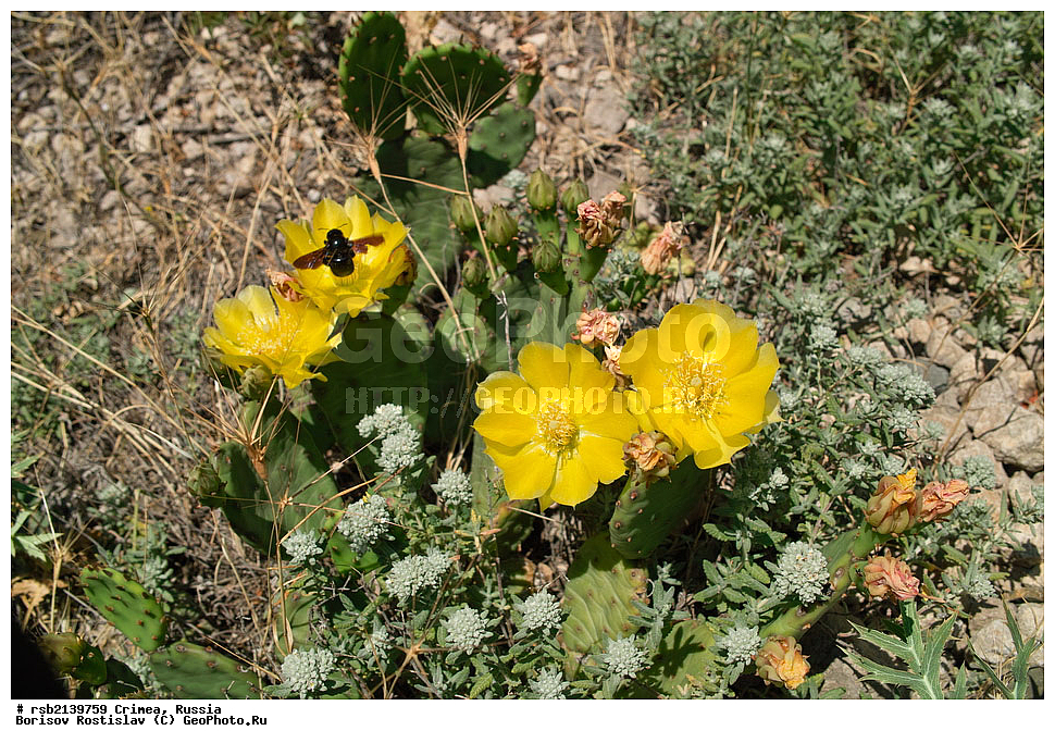 ����, �������� ����������, ���������, ��� ���, ����� �����, �������, �����, �����, ��������, ������, ������ ��������, �����, ��������, ���������� ��������, ������������ ��������, ������������ ��������, ������, �����, XYZ, ����������, �������, Cactaceae, ������� ������������, ������� �������������, ������� ����������, Opuntia humifusa, Opuntia mesacantha