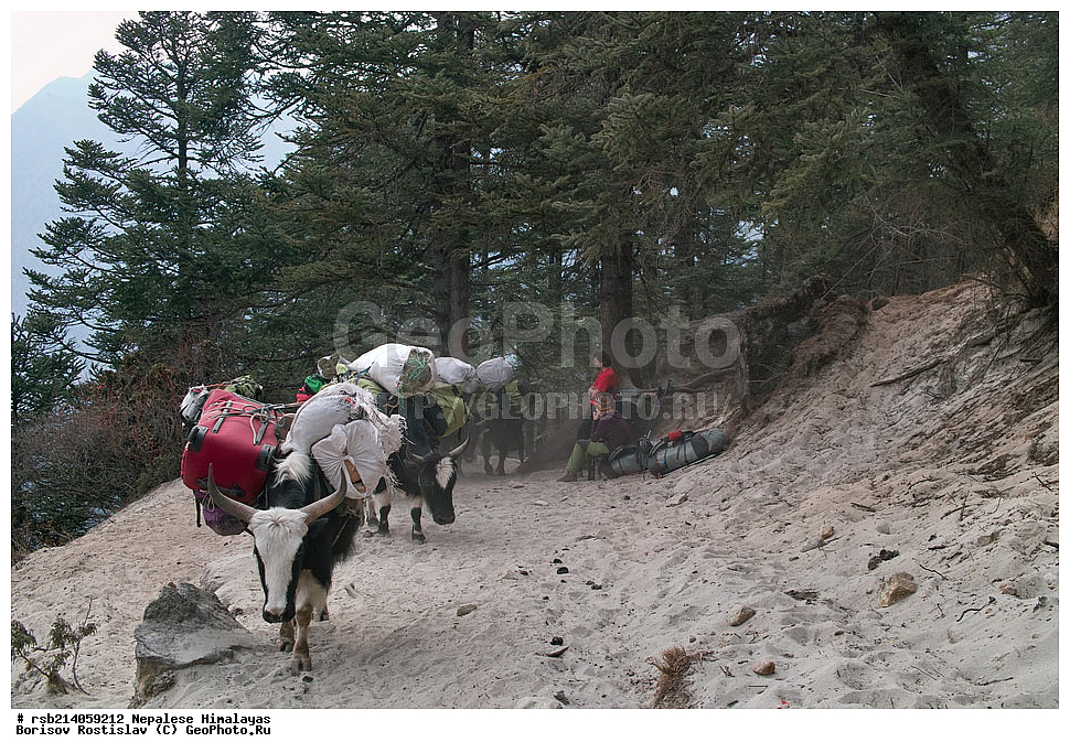 �����������, �������, ����������, �����, �������, �����, ������� ������