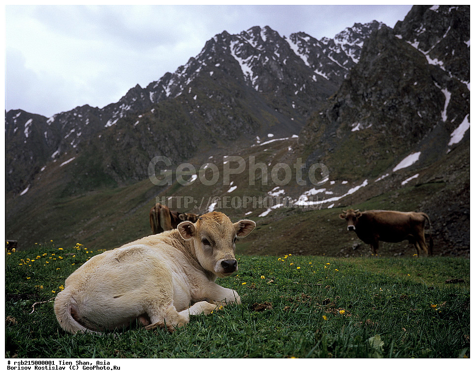 ����, ���� ����, ������, ����, ������� ����