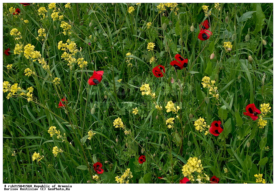 ����� ������, ����������, ���������� �������, ������, ������, ������, �������, ����, �������������