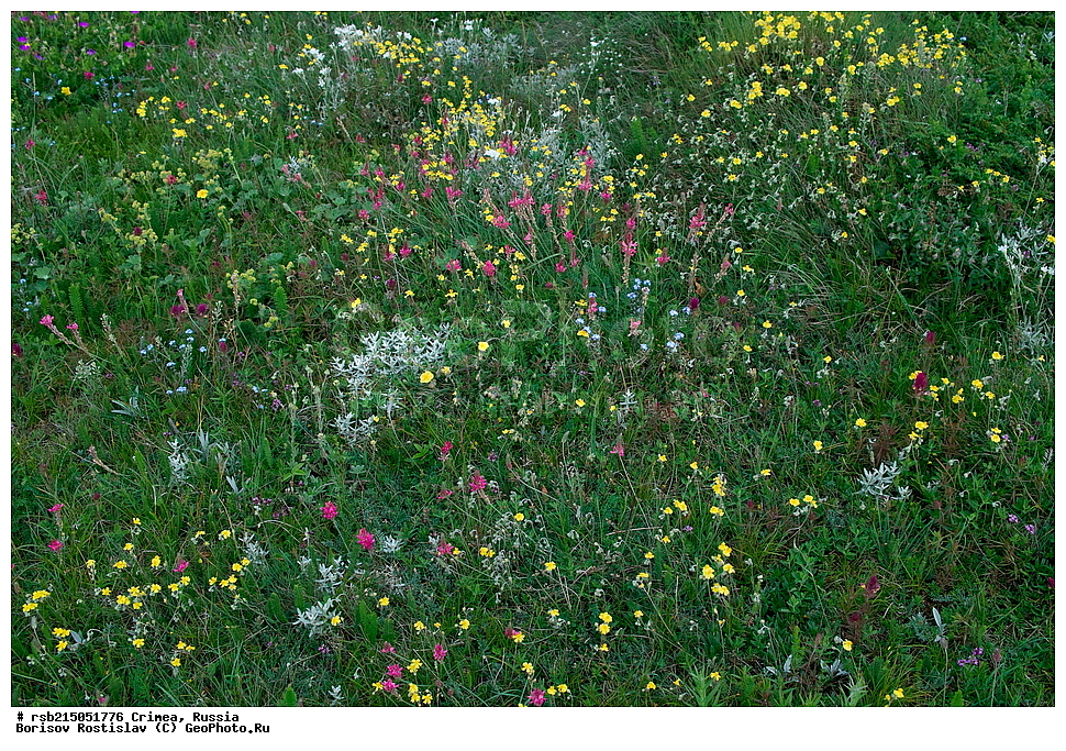 �����, �����-���, ��������, ������, ����, �������� ����������