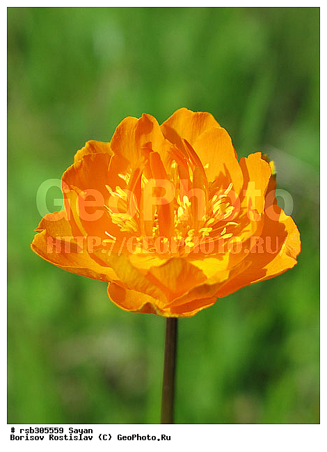 ����������, ���������� ��������, ���������� ��������, �����, �����