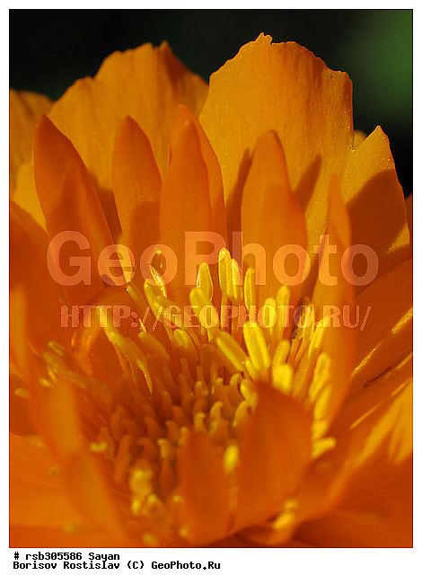 ���������� ��������, ���������� ��������, �����, �����