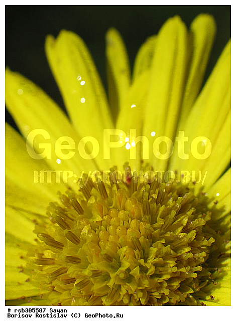 �������, �����, ������