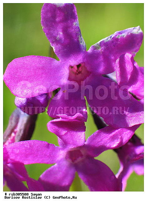 ��������� ����, �������, ������� ���������, ����, �����, �����, �����