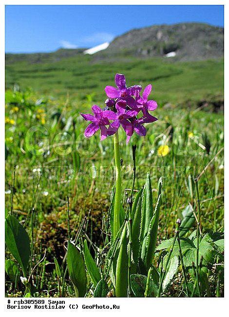 ��������� ����, ����, �����, ������ ������, ����, ������, �������, ������� ���������, �����