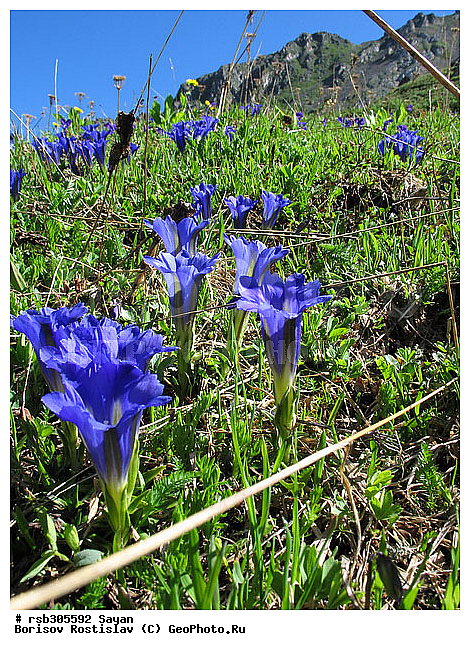 ��������� ����, ���������, ����, �����, �����